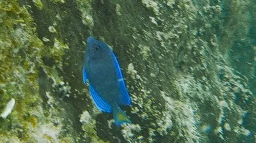 Photo of fish seen when snorkeling near Playa Norte in Isla Mujeres