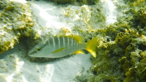 Photo of fish seen when snorkeling near Playa Norte in Isla Mujeres