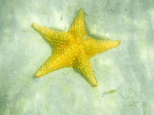 Starfish beach at Bocas del Toro in Panama