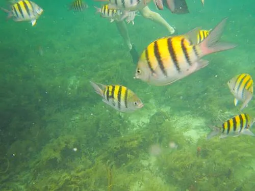 snorkeling at CAYOS ZAPATILLA in Bocas del Toro in Panama