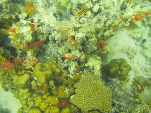 snorkeling at CAYOS ZAPATILLA in Bocas del Toro in Panama