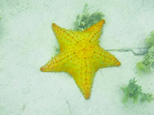 COMARCA GUNA YALA (SAN BLAS ISLANDS) in Panama