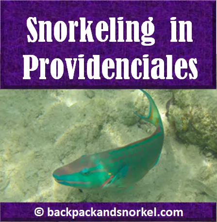Best Providenciales snorkeling