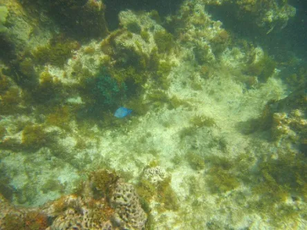 Snorkeling at Shoal Bay East in Anguilla in the Caribbean