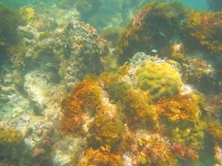 Snorkeling at Shoal Bay East in Anguilla in the Caribbean