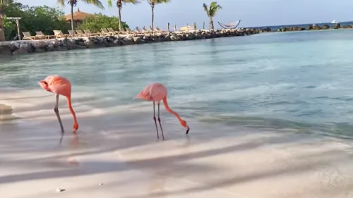 Flamingo Beach in Aruba in the Caribbean