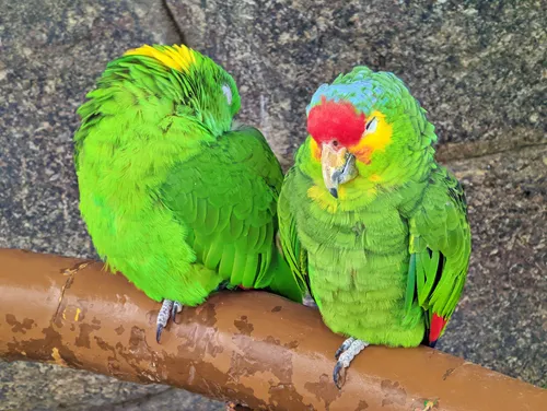 Aviary in Parque Lincoln in Mexico City