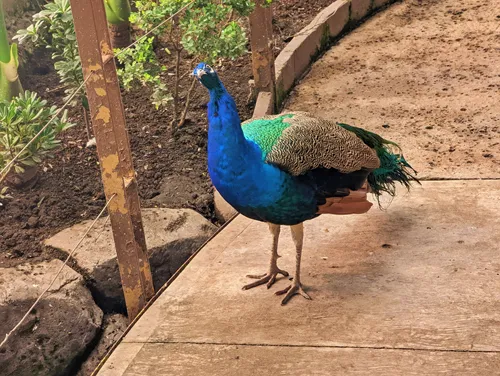 Aviary in Parque Lincoln in Mexico City