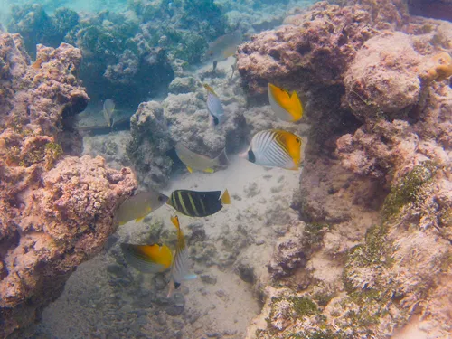 colorful fish and corals seen when snorkeling at the beach near The Boat Shed in Aitutaki in the Cook Islands