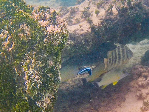 colorful fish and corals seen when snorkeling at the beach near The Boat Shed in Aitutaki in the Cook Islands