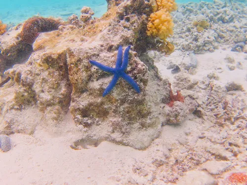 Blue sea star in Aitutaki Lagoon in the Cook Islands