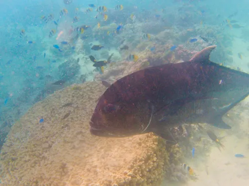 colorful fish and corals seen when snorkeling during a Lagoon Cruise in Aitutaki in the Cook Islands