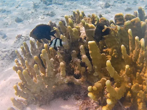 colorful fish and corals seen when snorkeling at Marine Research Centre Beach in Aitutaki in the Cook Islands