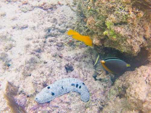 Colorful fish photographed snorkeling at Muri Beach in Rarotonga in the Cook Islands