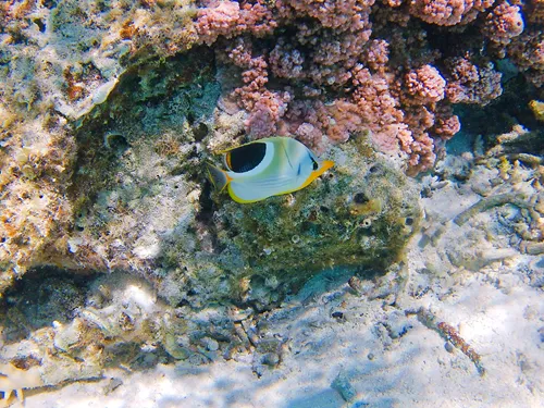 Colorful fish and corals seen when snorkeling at a Lagoon Tour in Bora Bora in French Polynesia