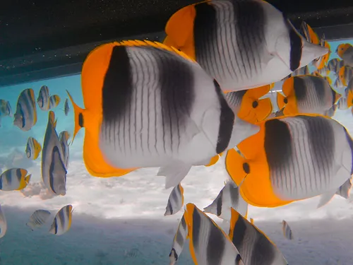 Threadfin Butterflyfish seen when snorkeling in Bora Bora in French Polynesia