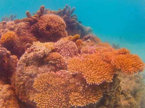 Colorful fish and corals seen when snorkeling at Matira Beach in Bora Bora in French Polynesia