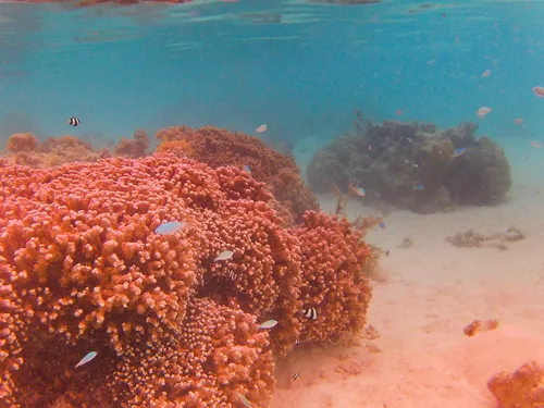 Colorful fish and corals seen when snorkeling at Coral Garden Tiahura in Moorea in French Polynesia