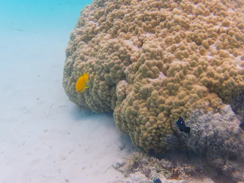 Colorful fish and corals seen when snorkeling at Coral Garden Tiahura in Moorea in French Polynesia