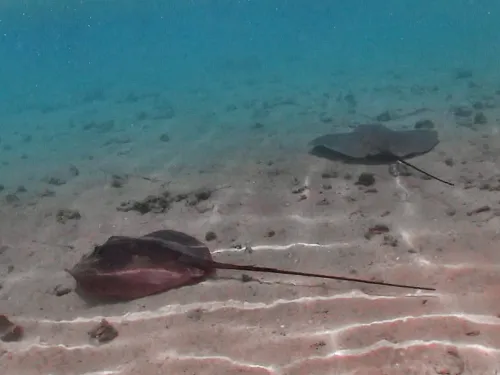 Snorkeling with sting rays at Coral Garden Tiahura in Moorea in French Polynesia