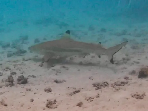 Snorkeling with sharks at Coral Garden Tiahura in Moorea in French Polynesia