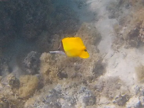 Colorful fish and corals seen when snorkeling at Public Beach Taahiamanu (Opunohu Beach, Mareto Beach) in Moorea in French Polynesia