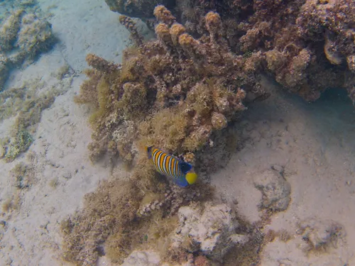 Colorful fish and corals seen when snorkeling at Public Beach Taahiamanu (Opunohu Beach, Mareto Beach) in Moorea in French Polynesia