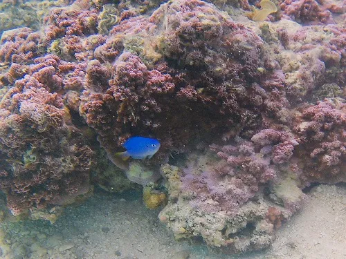 Colorful fish and corals seen when snorkeling at Plage publique de Temae (Temae Beach) in Moorea in French Polynesia