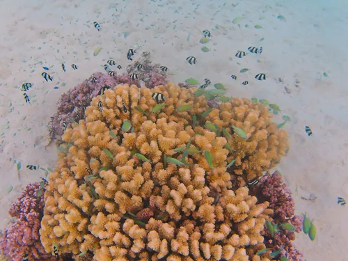 Colorful fish and corals seen when snorkeling at Plage publique de Temae (Temae Beach) in Moorea in French Polynesia