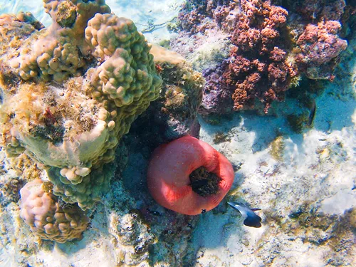 Colorful fish and corals seen when snorkeling at Plage publique de Temae (Temae Beach) in Moorea in French Polynesia