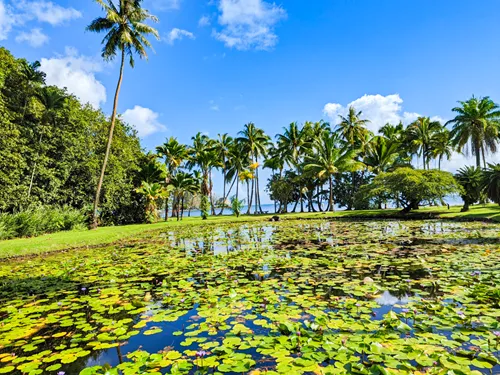 Harisson Smith Botanical Garden in Tahiti in French Polynesia