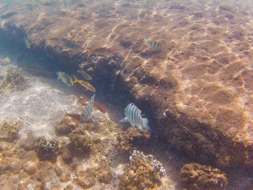 colorful fish at Plage Toaroto (Plage Punaauia, PK15 beach) in Tahiti in French Polynesia