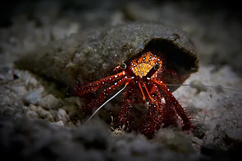 Night snorkeling off Temae Beach with Moorea Dark Waters in Moorea in French Polynesia