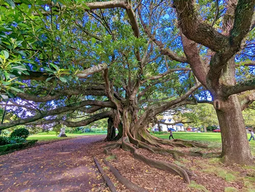 Albert Park in Auckland in New Zealand