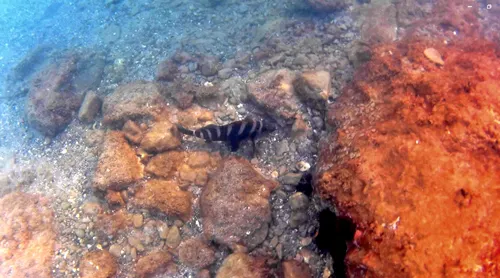 fish seen underwater when snorkeling at Urupukapuka Island or Waewaetorea Island at Bay Islands Boat Tour in New Zealand