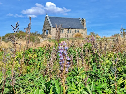 Church of the Good Shepherd with one blooming lupine in New Zealand