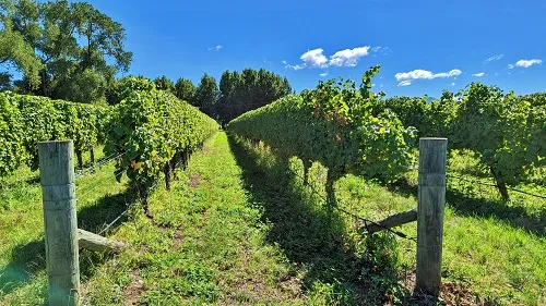 Cloudy Bay Vineyards in New Zealand