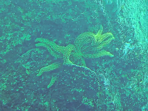 Underwater Observatory on Milford Sound Cruise in New Zealand