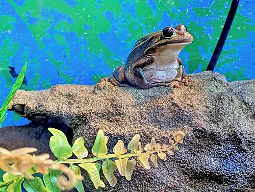 frog National Kiwi Centre in New Zealand