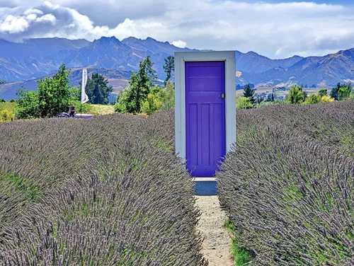 Iconic purple door at Wanaka Lavender Farm in New Zealand