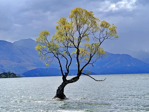 That Wanaka Tree in New Zealand