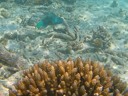 School of Convict Surgeonfish seen when snorkeling in the Maldives