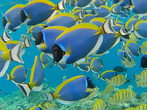 colorful fish seen when snorkeling in the Maldives
