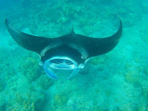 manta ray seen when snorkeling in the Maldives