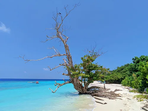 Tree at Locals Beach in Fulhadhoo in the Maldives