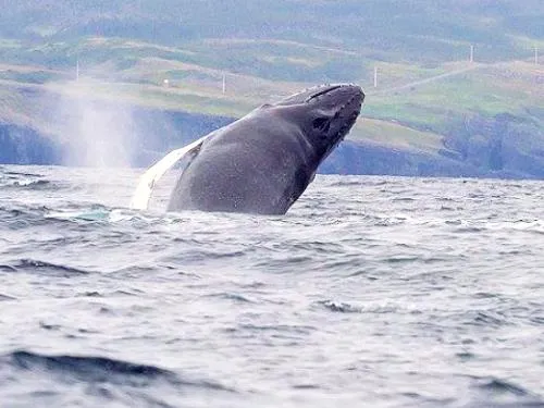 Whale watching boat tour with Trinity Eco-Tours in Newfoundland 