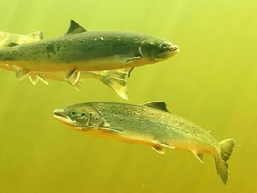 Salmonid Interpretation Centre in Newfoundland 