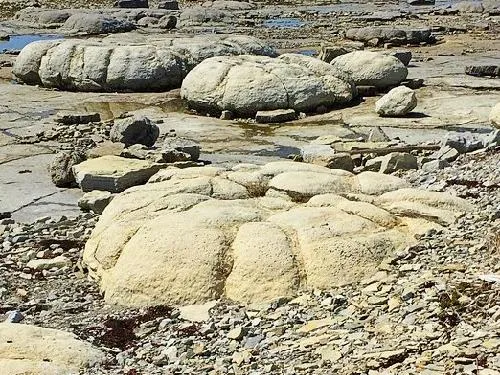 Flowers Cove Thrombolites in Newfoundland 