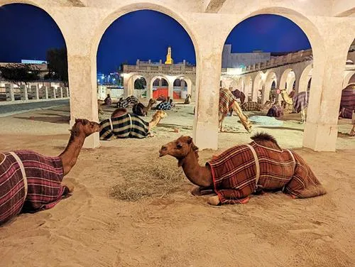 Camel Pen in Souq Waqif in Doha in Qatar