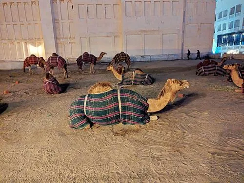 Camel Pen in Souq Waqif in Doha in Qatar